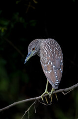 A juvenlie Black-crowned Night-heron (Nycticorax nycticorax) perched against a black background in the Pantanal, Mato Grosso, Brazil. 