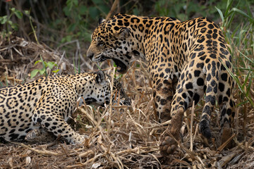 Naklejka premium A pair of mating jaguars (Panthera onca) interact along a river in the Pantanal, Mato Grosso, Brazil. 