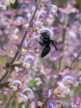 xylocopa valga