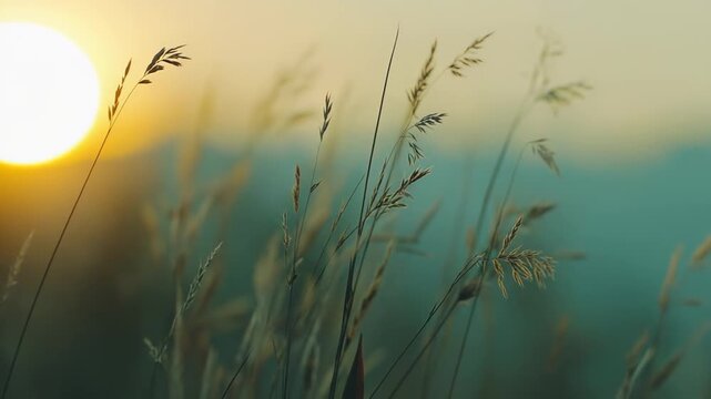 Wild grass panicles swaying gently against a soft pastel sunset gradient, creating a tranquil, dreamy meadow atmosphere with warm golden hour light and delicate bokeh