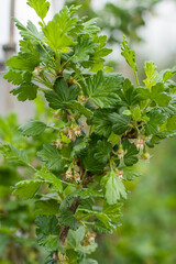 blooming gooseberry