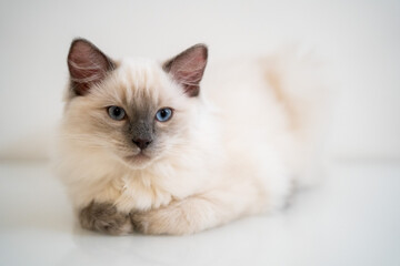 cat on white background © Paweucio