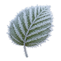 Frozen leaf on