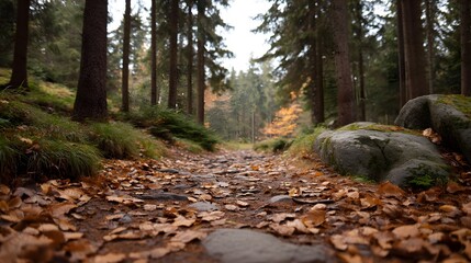 Autumn forest path carpeted with fallen leaves and mossy rocks