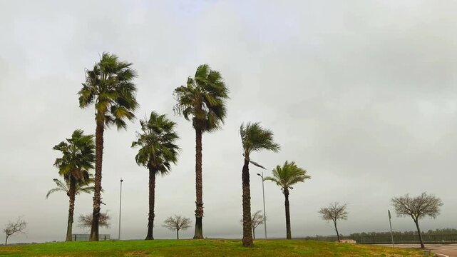 Strong wind bending palm trees during bad weat