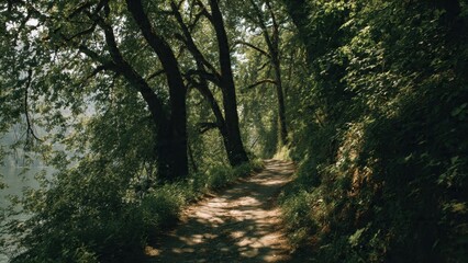 Obraz premium Forest path in dappled sunlight