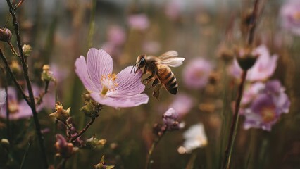 Honeybee on a Pink Flower