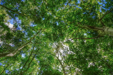 Fototapeta premium circular trees from a lower angle in the forest.England
