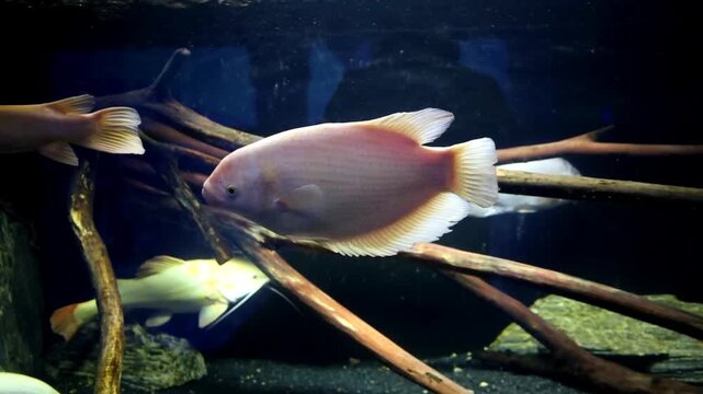 A majestic giant gourami swims slowly in a large clean aquarium among air bubbles. The fish scales shimmer under soft lighting, showcasing the natural beauty of this tropical inhabitant.