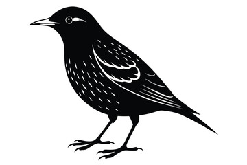 Obraz premium european starling silhouette line art vector illustration
