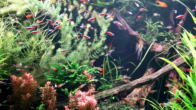 A school of vibrant neon tetra fish swims through a lush planted tank featuring green aquatic vegetation and natural driftwood. This picturesque underwater landscape showcases active tropical fish,