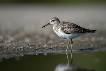Solitary sandpiper by water's edge