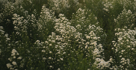Fototapeta premium White flower green plant field nature outdoor summer bloom garden fresh growth