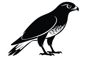 Fototapeta premium eurasian sparrowhawk silhouette line art vector illustration