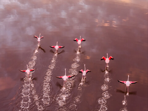 Aerial view of flamingos taking flight, their pink plumage mirrored in the rose-tinted waters, creating a surreal dance of color and motion, Aigues-Mortes, Provence-Alpes-Cote d'Azur, France.