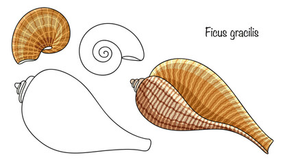 Ficus gracilis
