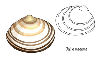 Baltic macoma