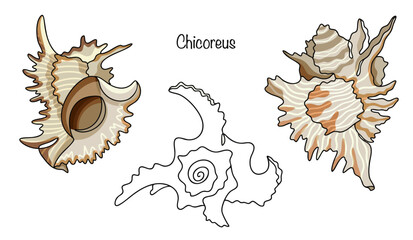 Chicoreus