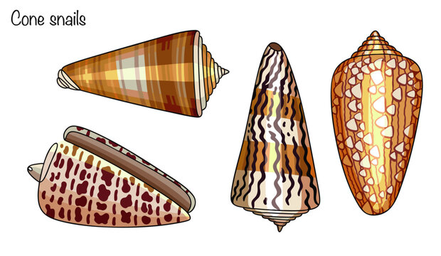 Cone snails