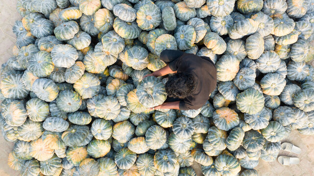 Aerial view of a farmer nestled among a sprawling sea of green and yellow pumpkins in a field, Shibganj, Rajshahi Division, Bangladesh.