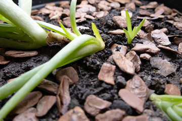 Fototapeta premium Aloe vera plant with still small sprouts and thin leaves, photographed up close