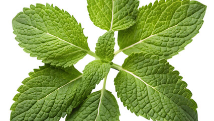 Close up view of vibrant fresh mint leaves showing textured surface and bright green coloration on transparent background