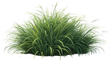 Lush green ornamental grass clump featuring numerous long blades with natural movement on transparent background