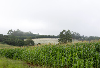 Obraz premium A cornfield in the foreground and another unidentified field covered by netting in the background