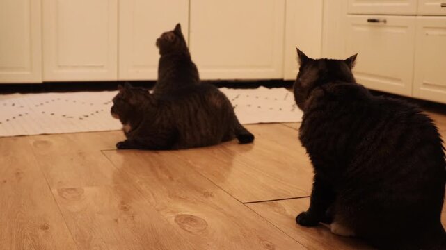 Close-up footage of a woman feeding several domestic cats indoors on a wooden floor. Home pet care routine, cats eating food from hands, cozy everyday life with animals