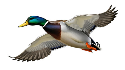 Obraz premium Mallard duck in flight with spread wings isolated on a transparent background bird flying wings spread