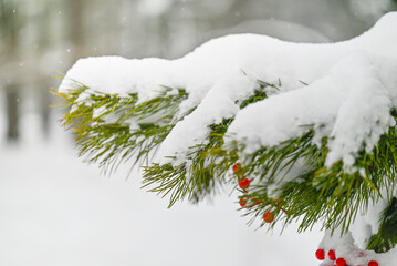 Spruce branch covered in snow at a winter park