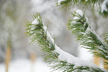 Spruce branch covered in snow at a winter park