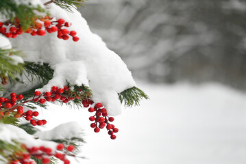 Rowan berries covered in snow on a spruce branch in winter