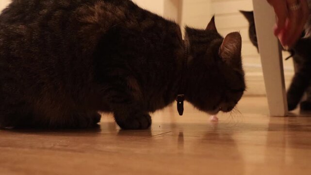Close-up footage of a woman feeding several domestic cats indoors on a wooden floor. Home pet care routine, cats eating food from hands, cozy everyday life with animals