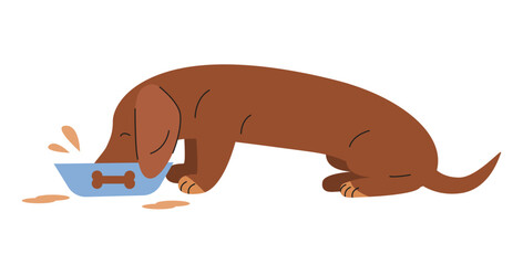 Dachshund dog illustration eating from bowl on white background. Sausage dog feeding time scene.