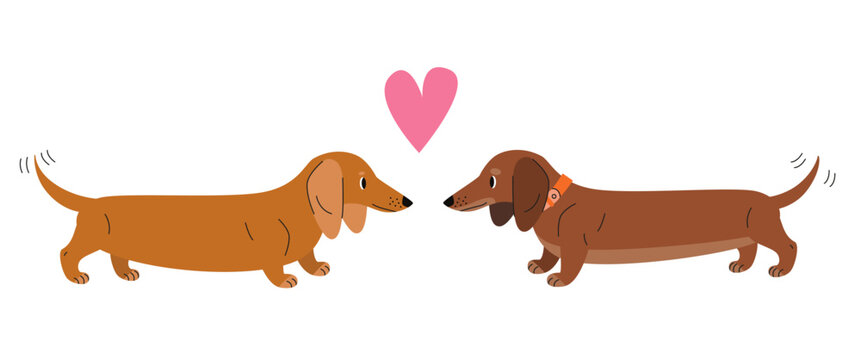 Two dachshund dogs facing each other with heart symbol above. Sausage dog couple illustration on white background. Love and affection pet concept for design and print.