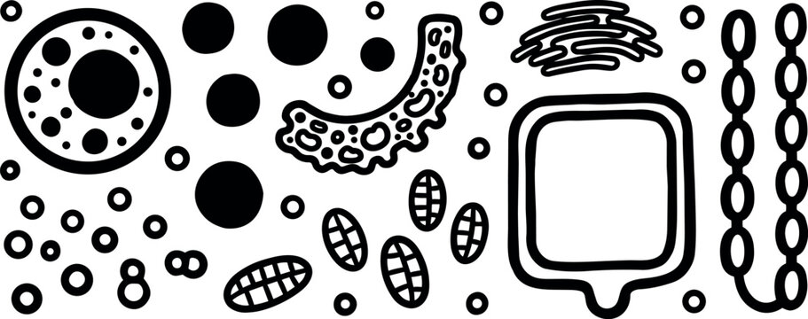 Black and white simple vector diagram of animal cell organelles labeled with nucleus mitochondria golgi apparatus and endoplasmic reticulum structure