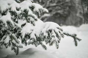 Spruce branches covered in snow at a winter park