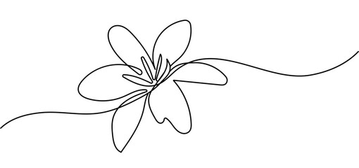 vector illustration of a flower. Flower line art. lily flower one continuous line png and vector on transparent background © MdTaiburRahman