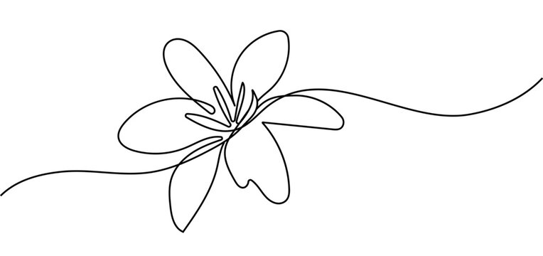 vector illustration of a flower. Flower line art. lily flower one continuous line png and vector on transparent background