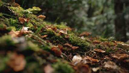 Obraz premium Mossy forest floor with mushrooms and leaves.