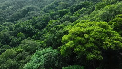 Lush Green Rainforest Canopy