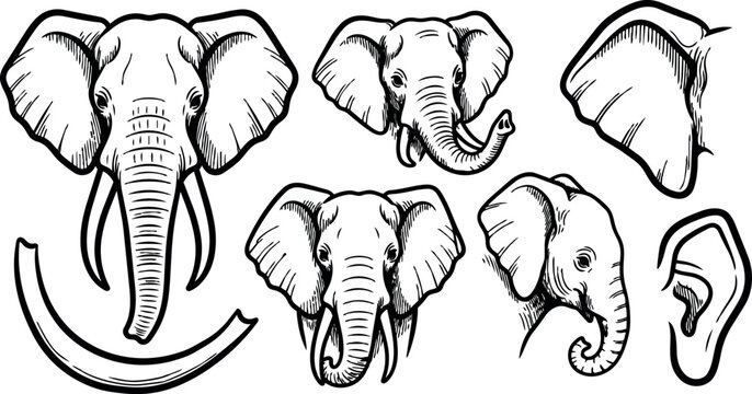 Black and white line art set of elephant heads tusks ears side and front profile detailed vector illustration collection