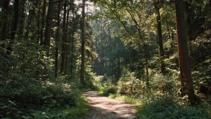 Fototapeta premium Sunlit Path Through Lush Green Forest