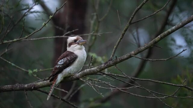 Laughing kookaburra (Dacelo novaeguineae) is a bird in the kingfisher subfamily Halcyoninae. this bird searching for prey on the ground at dusk. Slow motion, 25 percent natural speed.