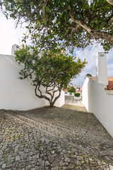 lemon tree in a whitewashed cobbled alley