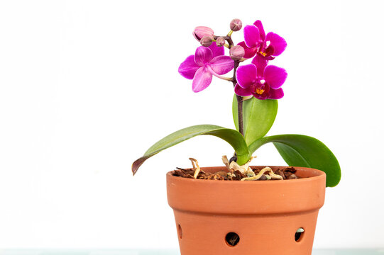 Miniature Phalaenopsis Orchid
