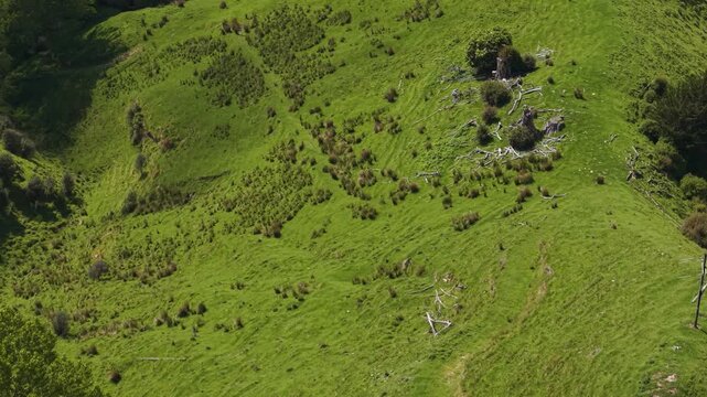 Lush Green Rolling Hills and Mountains Rural New Zealand