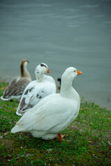 Fototapeta premium A large flock of diverse domestic geese, including white and brown breeds, gathered on a lush green hillside by a calm lake.