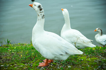 Obraz premium Three domestic white geese standing on a grassy, mossy lake bank with soft blue water in the background.
